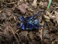 Geotrupes spiniger